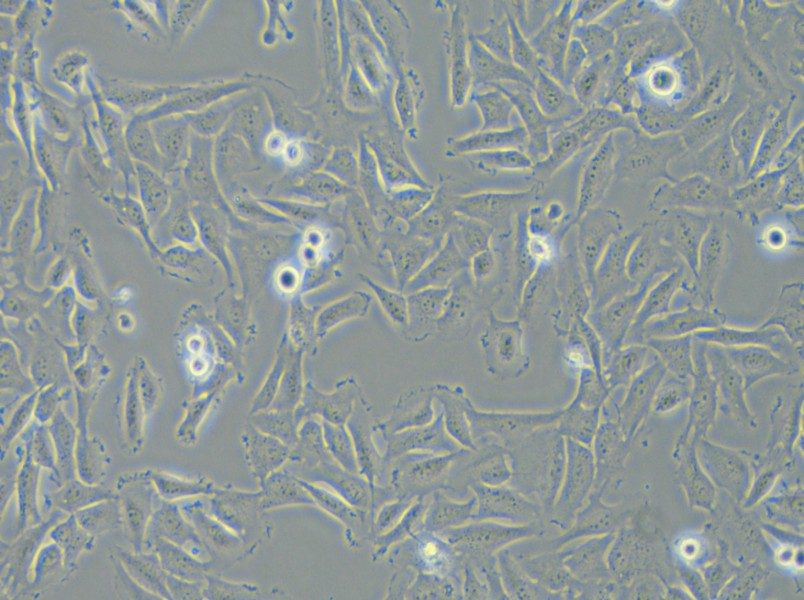 T24 [T-24] Cell Complete Medium - 3