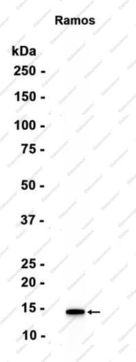 Recombinant TCL1 Monoclonal Antibody - 1