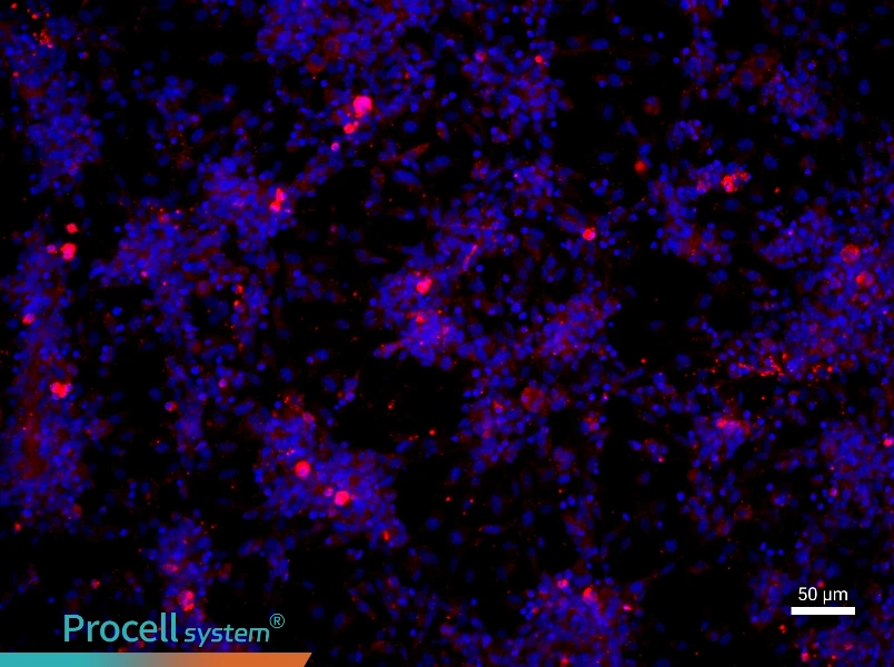 Mouse Dermal Microvascular Endothelial Cell Complete Medium - 1