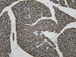 Recombinant TLR5 Monoclonal Antibody - 3