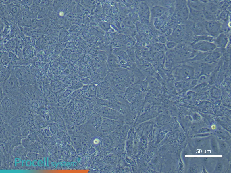 Mouse Embryonic Hepatoblast Complete Medium - 4