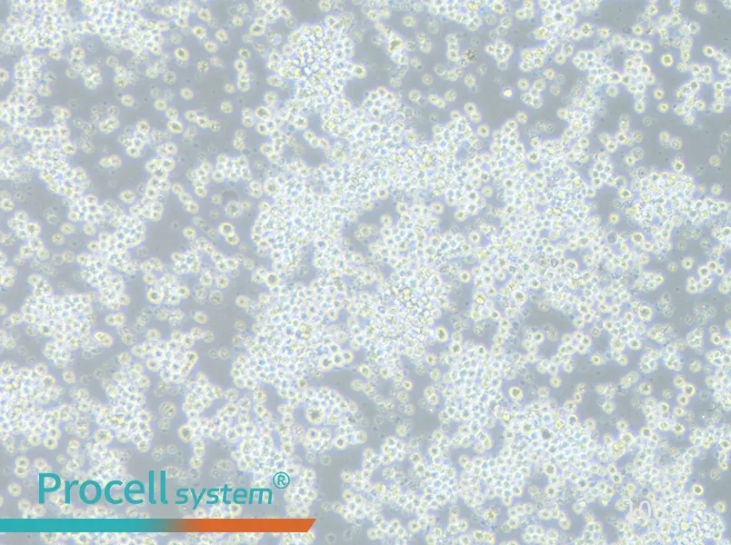 P3X63Ag8.653 Cell Complete Medium - 1