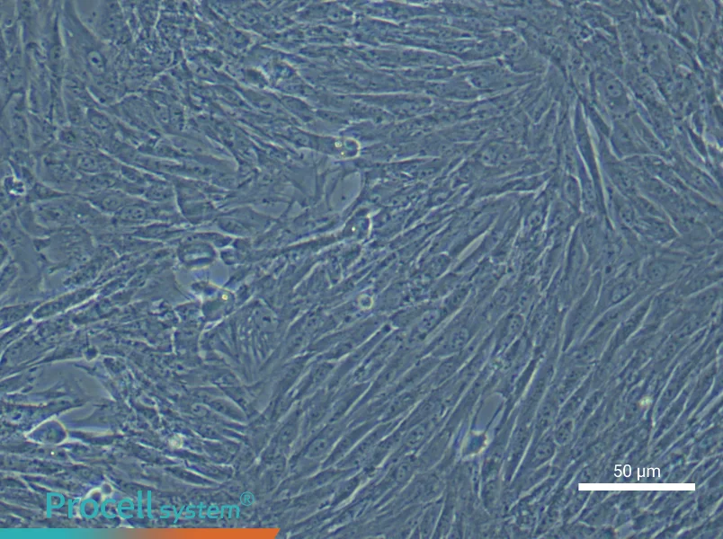 Rabbit Bone Marrow Mesenchymal Stem Cell Complete Medium - small - 5