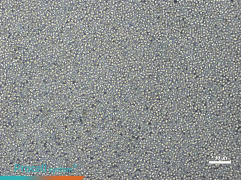 NCI-H929NCI-H929 - 3