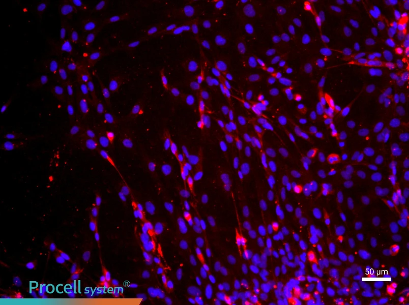 Mouse Skeletal Muscle Cells - 1