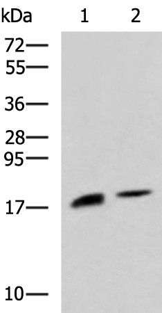 Western blot analysis of Rat pancreas tissue and Mouse pancreas tissue lysates  using RNASE1 Polyclonal Antibody at dilution of 1:650