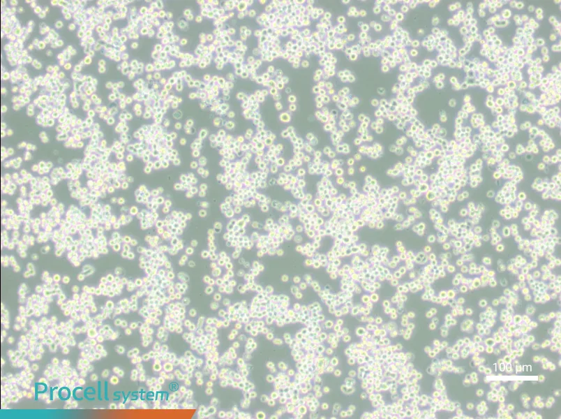MR1 Cell Complete Medium - 2
