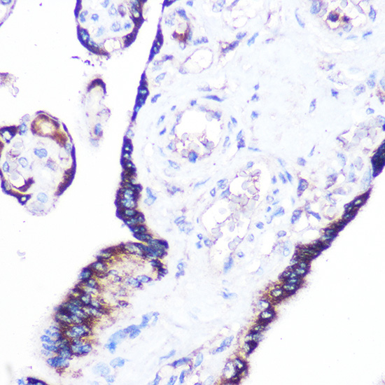 Immunohistochemistry of paraffin-embedded human placenta using RRAGA Polyclonal Antibody at dilution of 1:100 (40x lens).Perform microwave antigen retrieval with 10 mM Tris/EDTA buffer pH 9.0 before commencing with IHC staining protocol.