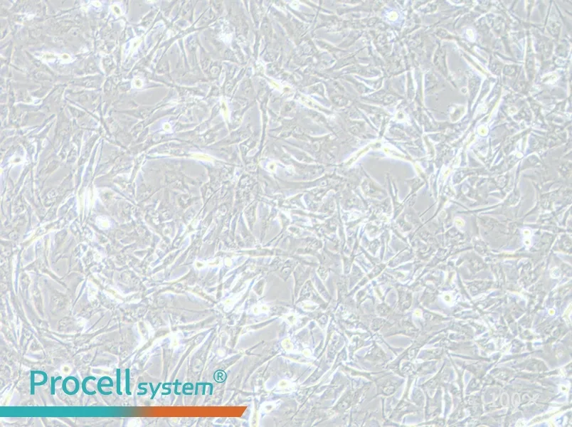 A172 Cell Complete Medium - 2