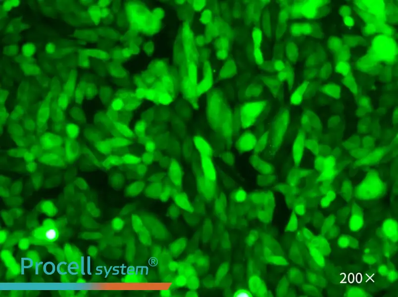 CHO-K1-GFP - 4
