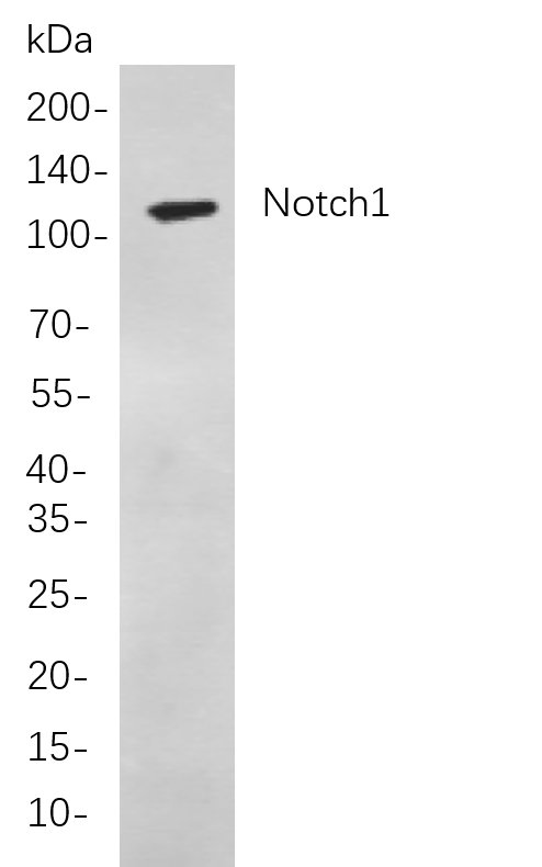 Recombinant Notch1 Monoclonal Antibody-searchlist-1
