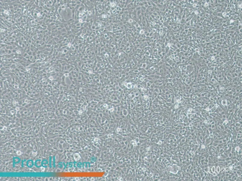 V79 Cell Complete MediumV79 Cell Complete Medium - 3