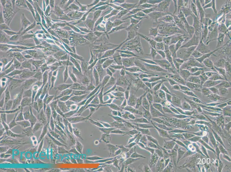 CCF-STTG1 Cell Complete Medium - 6
