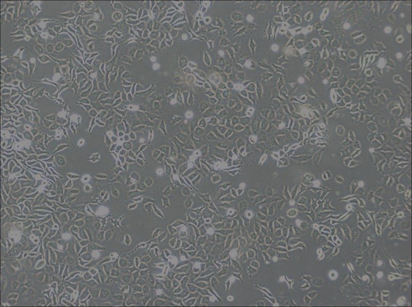 NP69SV40T Cell Complete Medium-searchlist-1