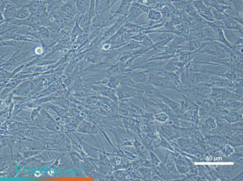 Rat Brown Adipose-Derived Stem Cell Complete Medium - 5