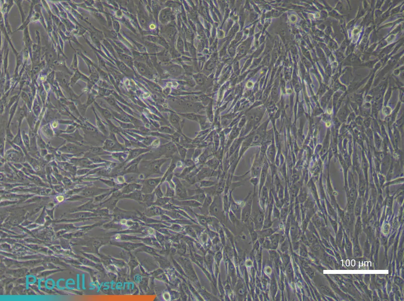Human Umbilical Cord Blood Mesenchymal Stem Cell Complete Medium - 3