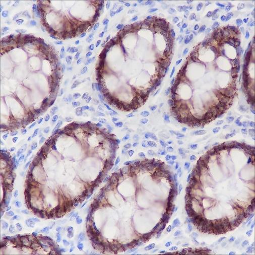 Recombinant Claudin-7 Monoclonal Antibody - small - 3
