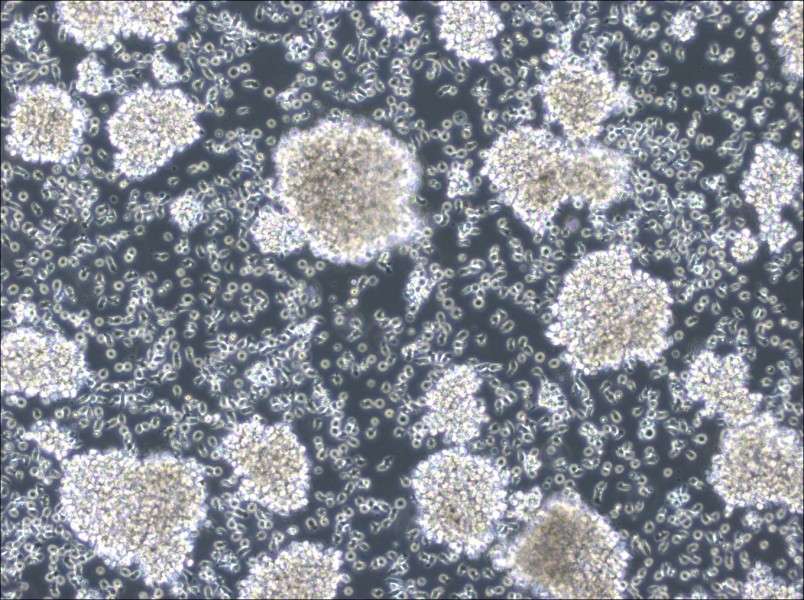 MC/CAR Cell Complete Medium - 2