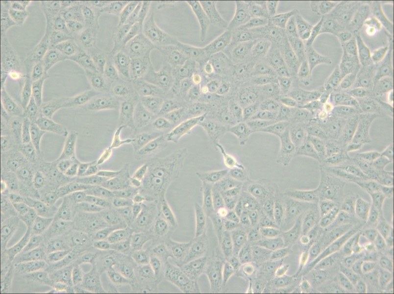 MA-104 [MA104] Cell Complete Medium - 4
