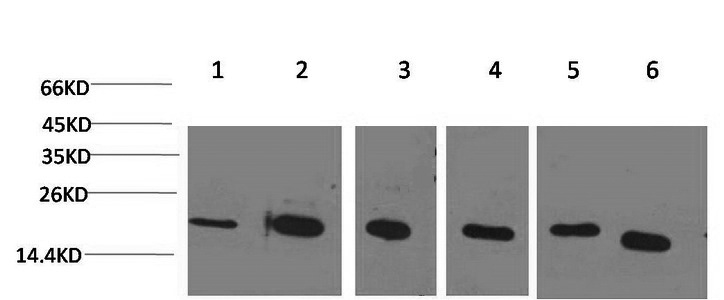 Western Blot analysis of 1) Hela, 2) Jurkat, 3) 293T, 4) Rat liver, 5) 3T3, 6) HepG2 using PPIB Monoclonal Antibody at dilution of 1:2000.