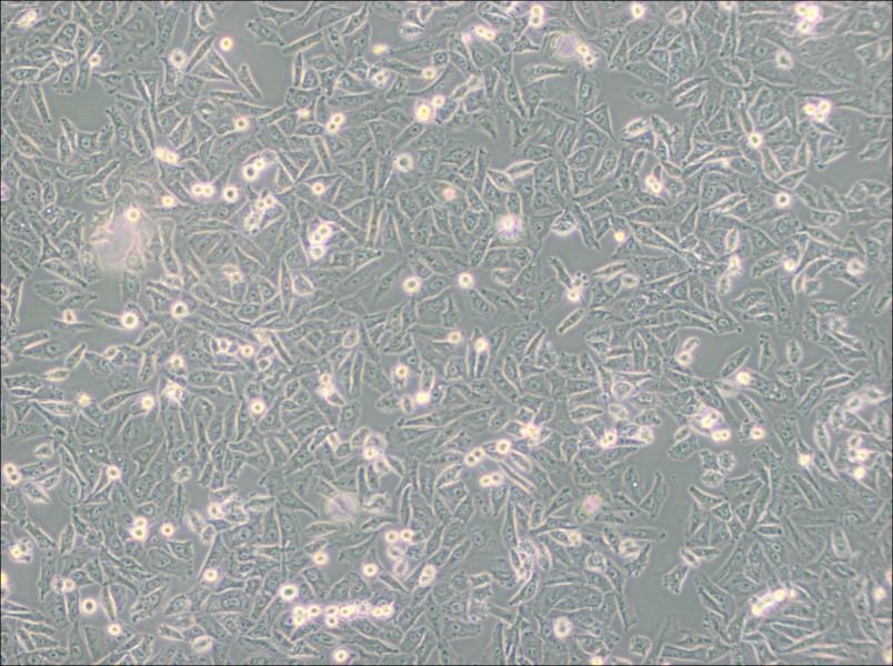NCI-H1703 Cell Complete MediumNCI-H1703 Cell Complete Medium - 2