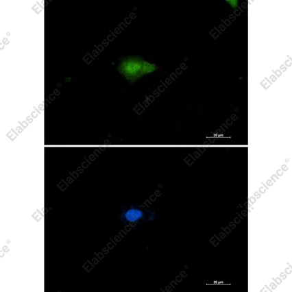 Recombinant Nampt Monoclonal Antibody - 5
