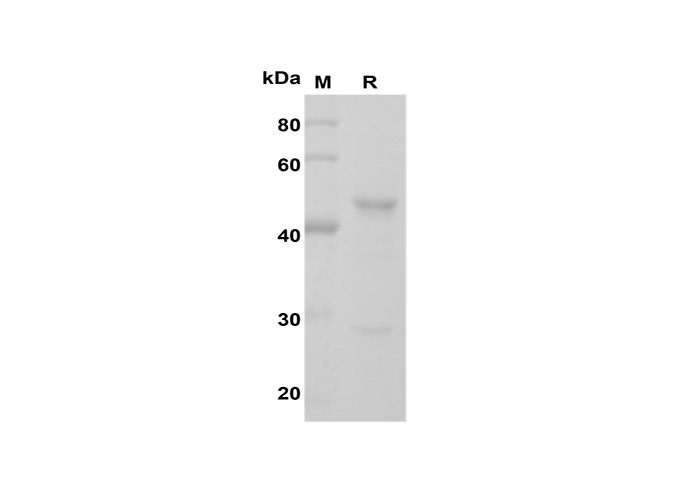Recombinant Rat TNF-α Protein(hIgG1 Fc Tag)-searchlist-1