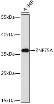 Western blot analysis of extracts of A-549 cells using ZNF75A Polyclonal Antibody at1:1000 dilution.