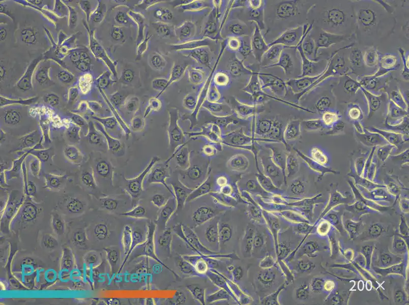 TE-1 Cell Complete Medium - small - 5