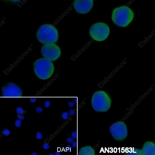 Recombinant IL-10 Monoclonal Antibody - 3