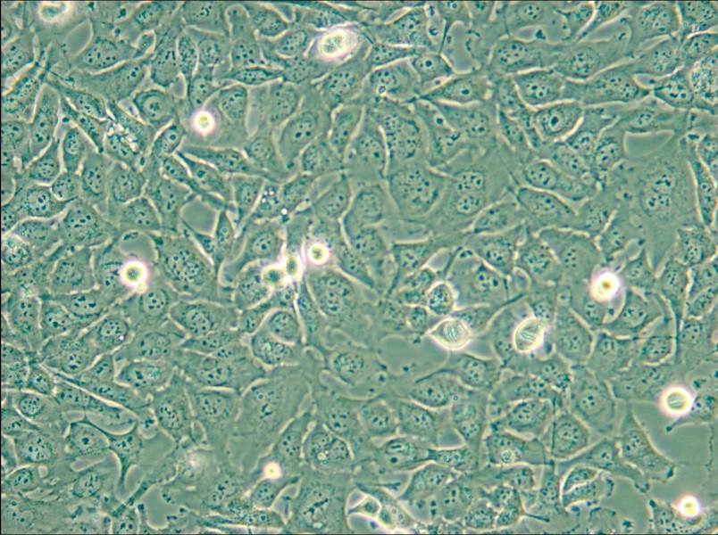 KHM-5M Cell Complete Medium - small - 6