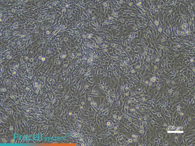 Mouse Skeletal Muscle Fibroblast Complete Medium - 3