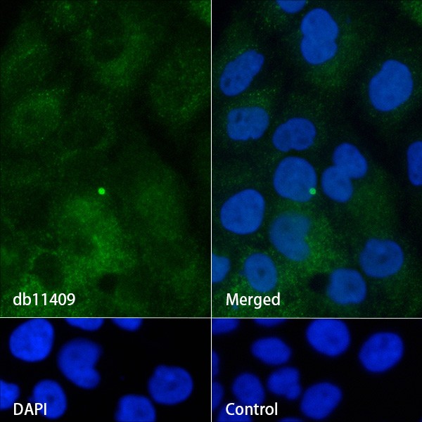 Recombinant IFITM1 Monoclonal Antibody - small - 4