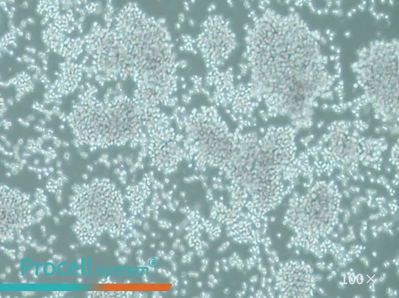 SUP-T1 Cell Complete Medium - 1