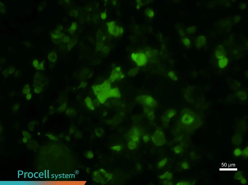 HePa1-6-GFP Cell Complete MediumHePa1-6-GFP Cell Complete Medium - 3