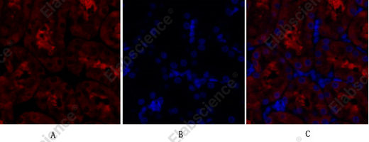 Recombinant GSK3β Monoclonal Antibody - 4