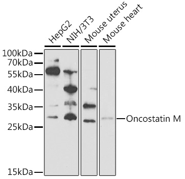 Western blot analysis of extracts of various cell lines using Oncostatin M Polyclonal Antibody at 1:1000 dilution.