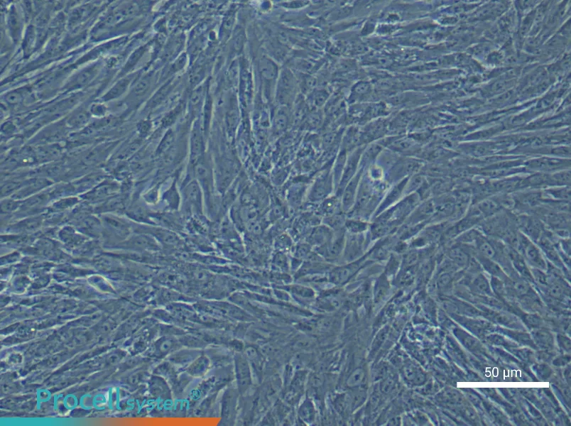 Rabbit Bone Marrow Mesenchymal Stem Cells - 6