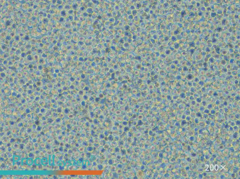 THP-1 Cell Complete Medium - small - 4