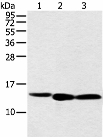 Western blot analysis of 293T cell  using NDUFB3 Polyclonal Antibody at dilution of 1:500