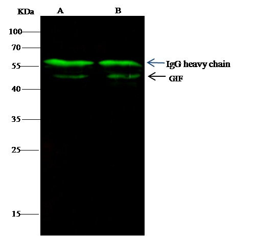 Recombinant Gastric intrinsic factor/GIF Monoclonal Antibody - small - 2