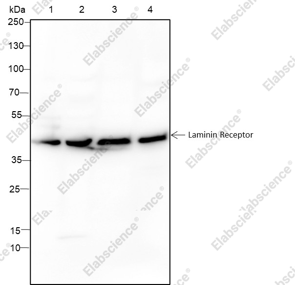 Recombinant Laminin Receptor Monoclonal Antibody - 1