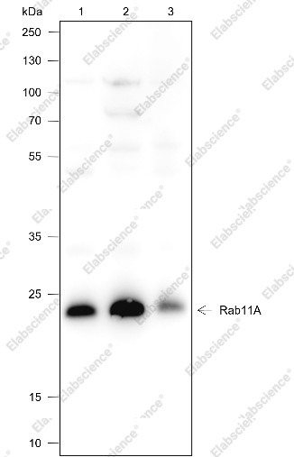 Recombinant Rab11A Monoclonal Antibody - 1