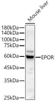 Western blot analysis of Mouse liver using EPOR Polyclonal Antibody at 1:1000 dilution.