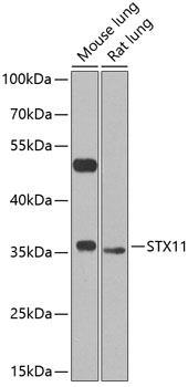 Western blot analysis of extracts of various cell lines using STX11 Polyclonal Antibody at 1:1000 dilution.