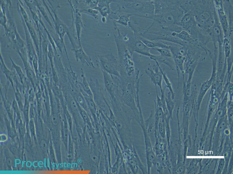 Human Periodontal Ligament Stem Cell Complete Medium - small - 5