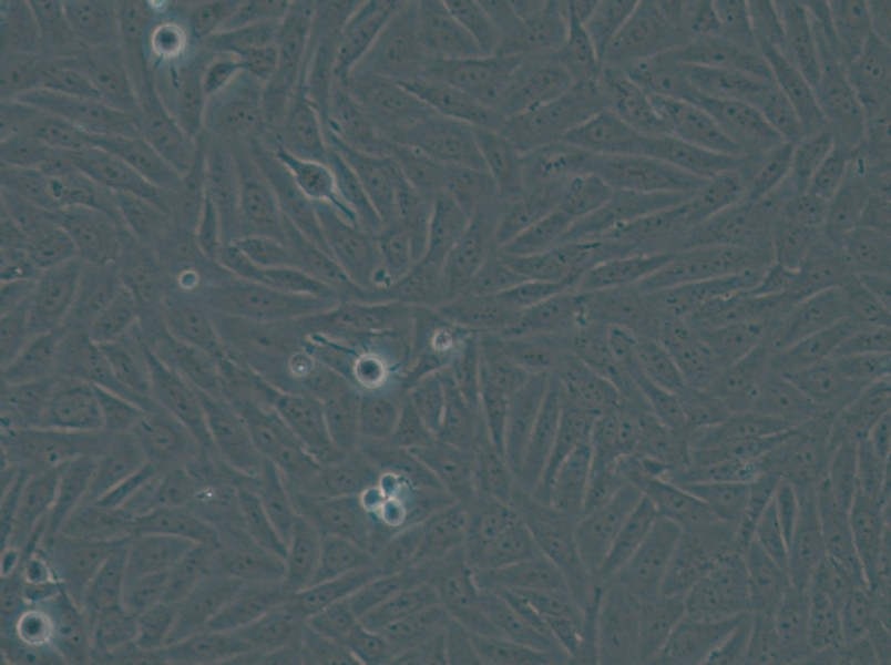 HOS Cell Complete Medium - small - 6