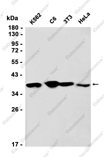 Recombinant Annexin A1 Monoclonal Antibody - 2