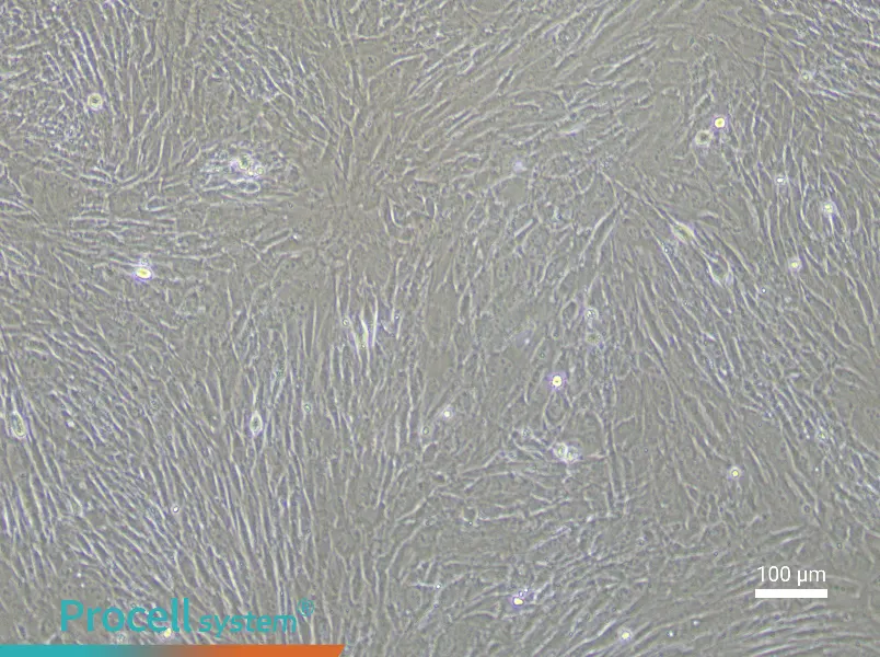 Rabbit Tendon Stem CellsRabbit Tendon Stem Cells - 3