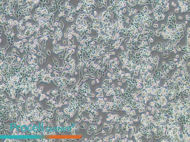 LLC [LL/2; LLC1] Cell Complete Medium - 3